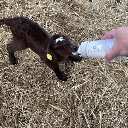 Lille House * Degnbøl