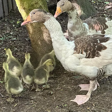 Lille House Casa vacanze