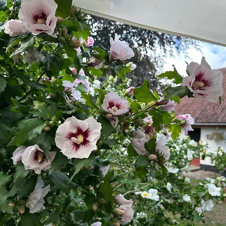 Hébergement de vacances Lille House Degnbøl